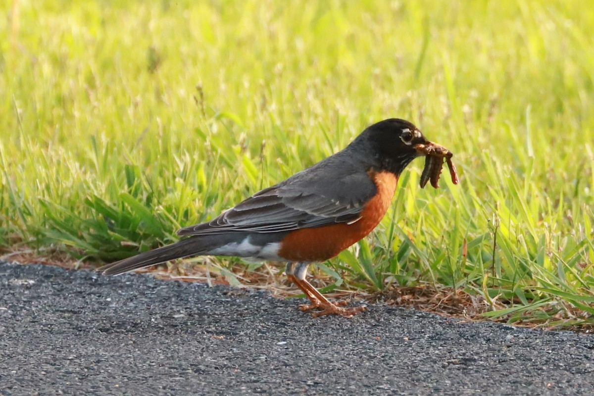 American Robin - Debra Rittelmann