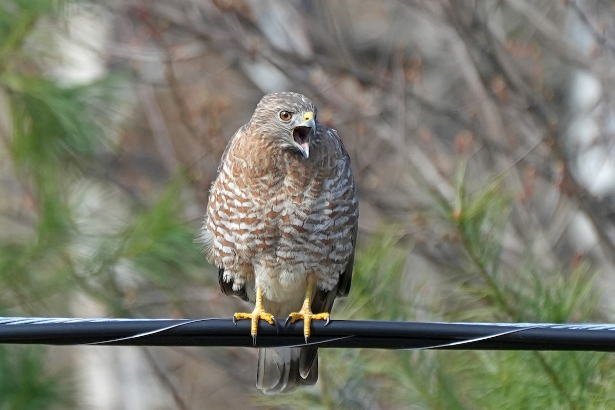 Broad-winged Hawk - Nancy Elliot