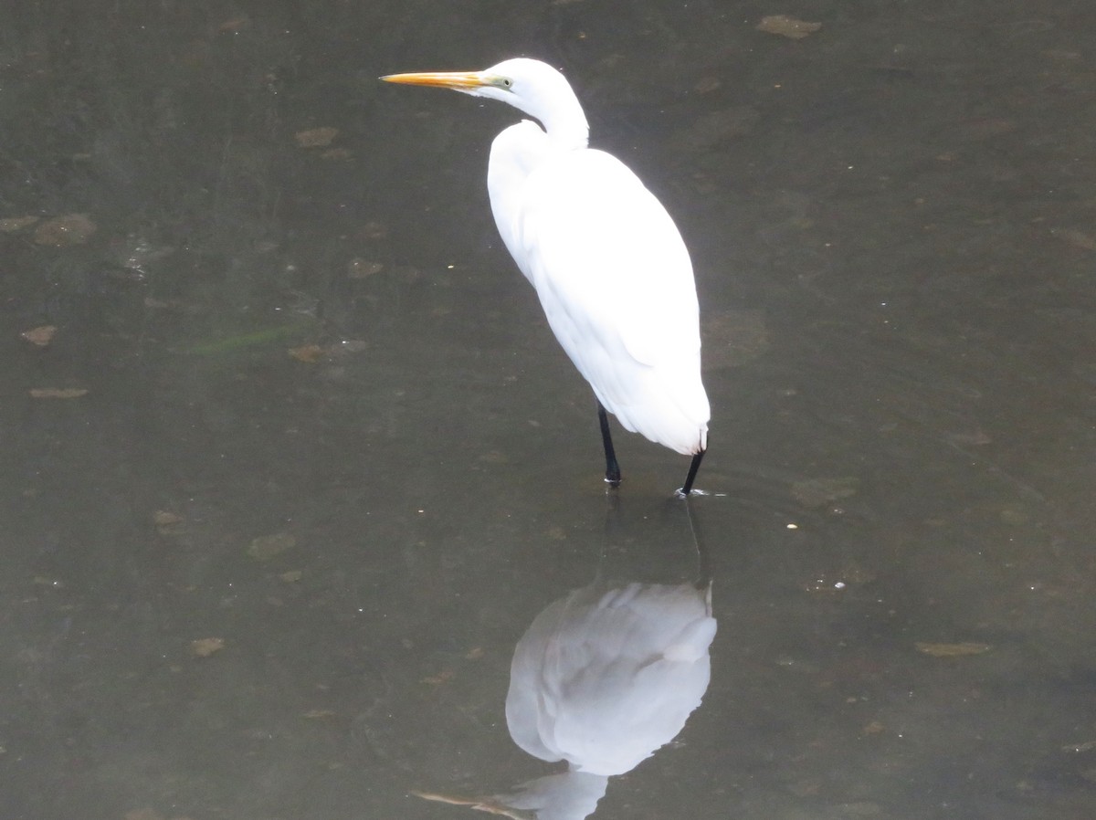 Great Egret - ML618117274