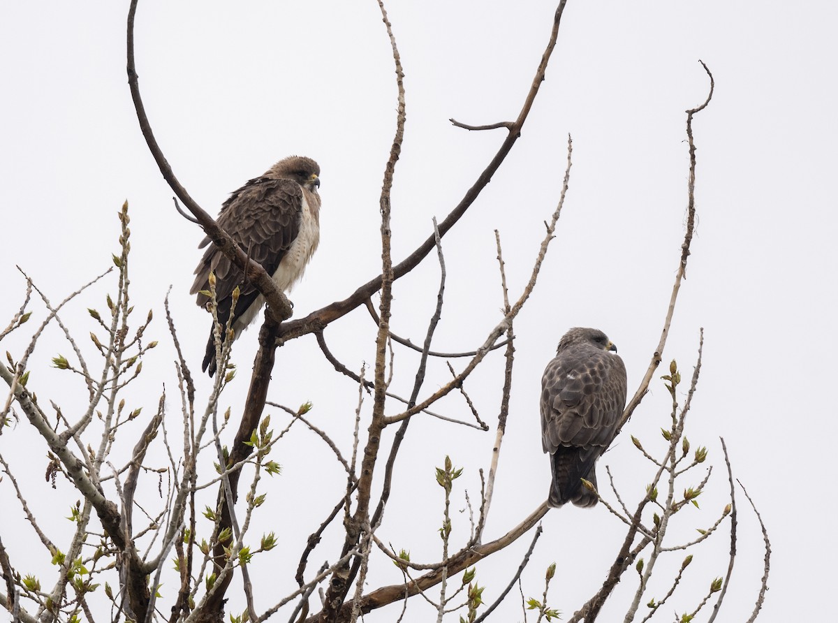 Swainson's Hawk - ML618117317