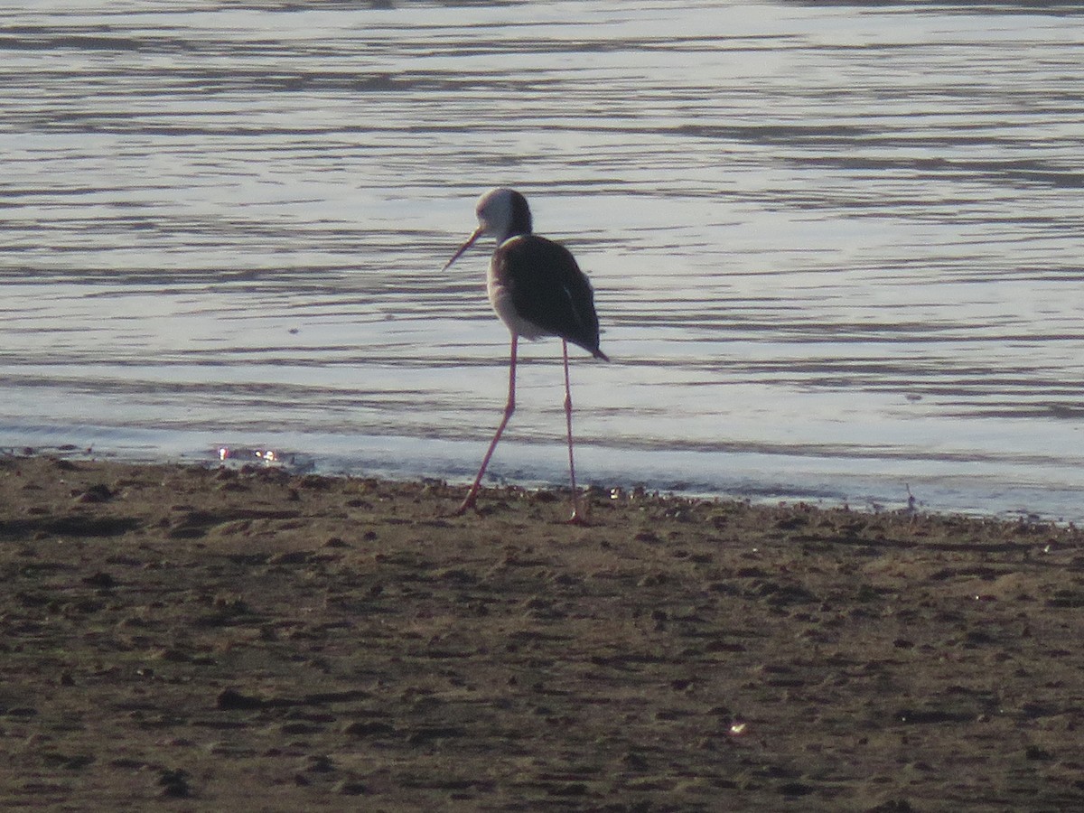 Pied Stilt - ML618117343