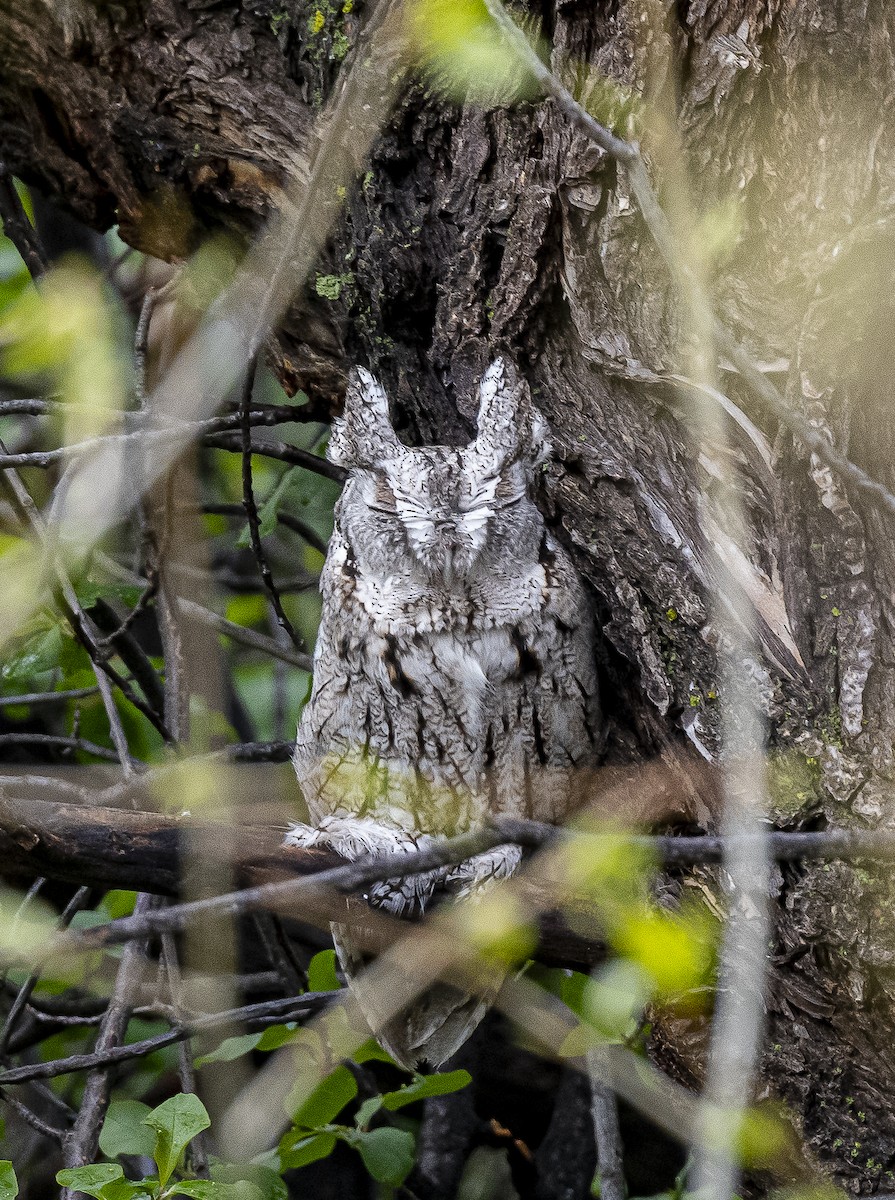 Eastern Screech-Owl - James McCall