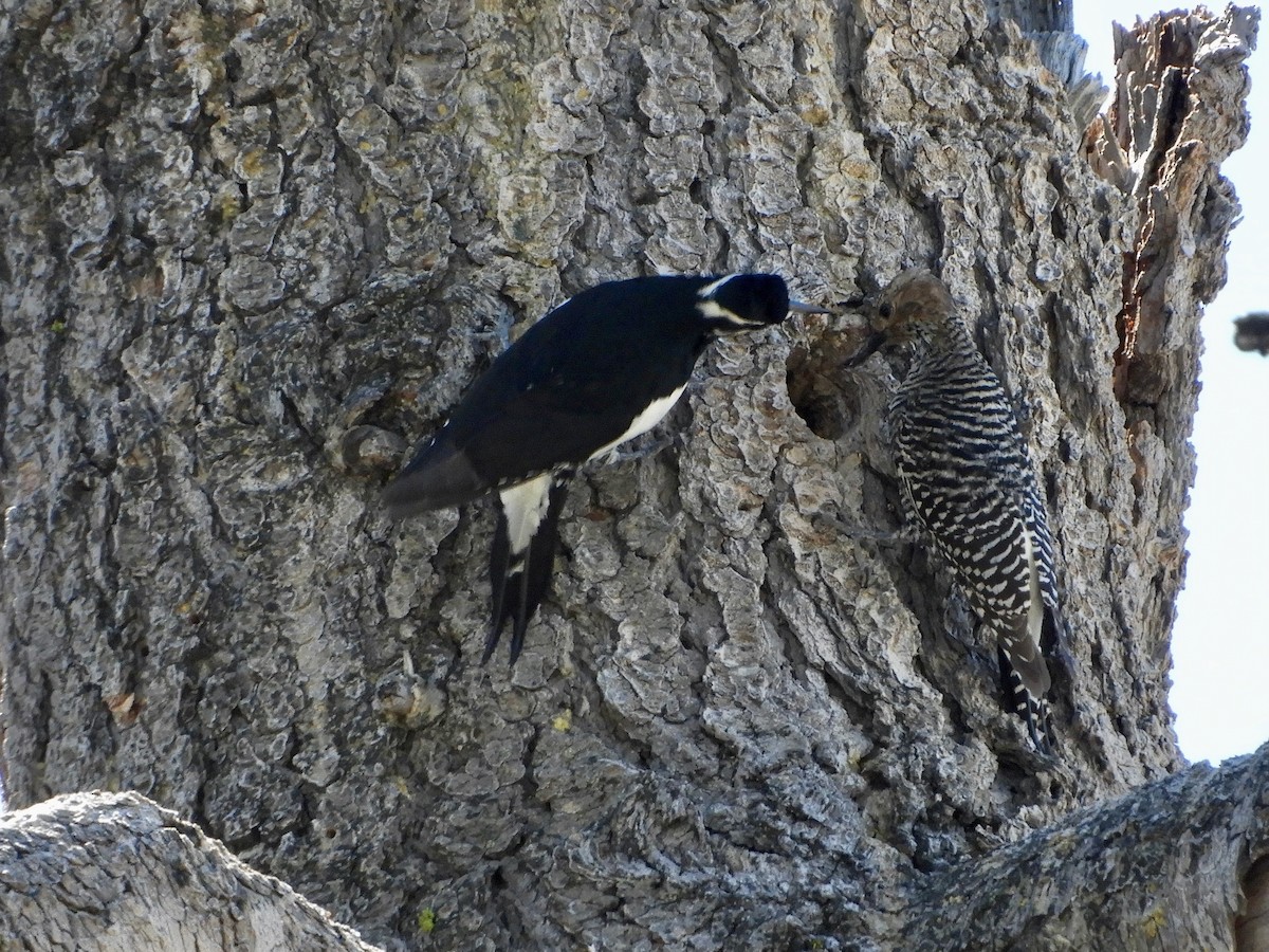 Williamson's Sapsucker - ML618117371