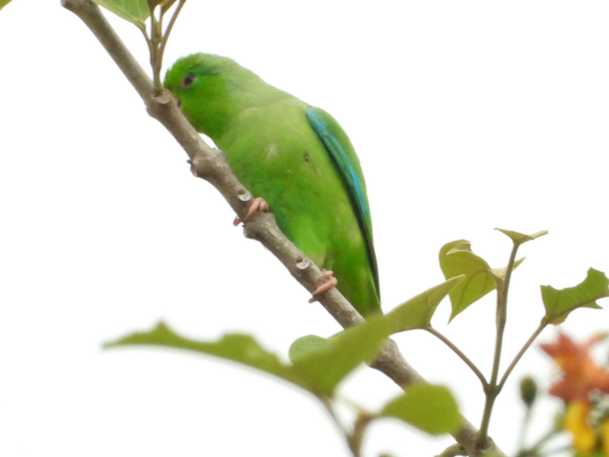 Turquoise-winged Parrotlet - Jose Fernando Sanchez O.