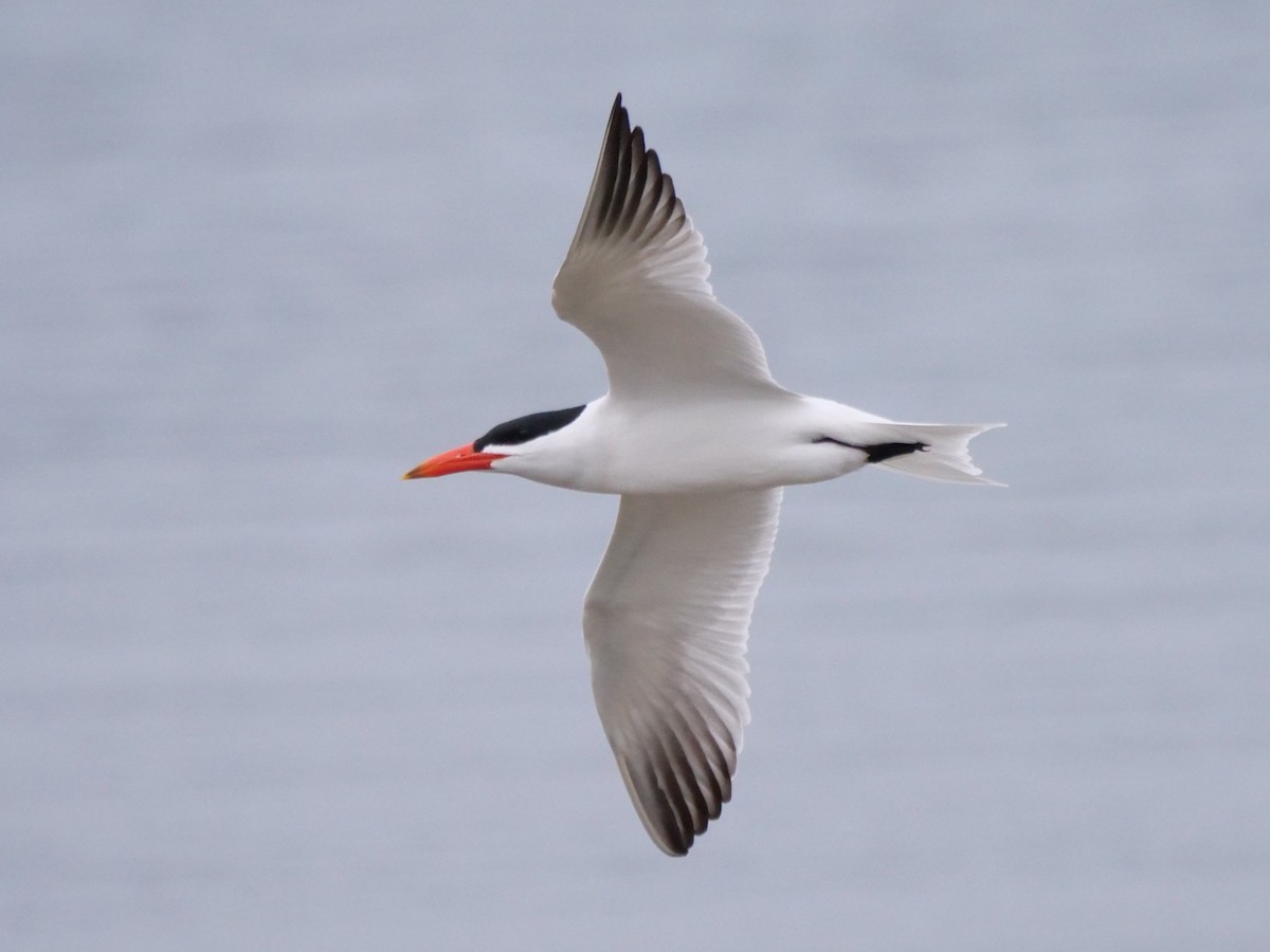 Caspian Tern - william gray