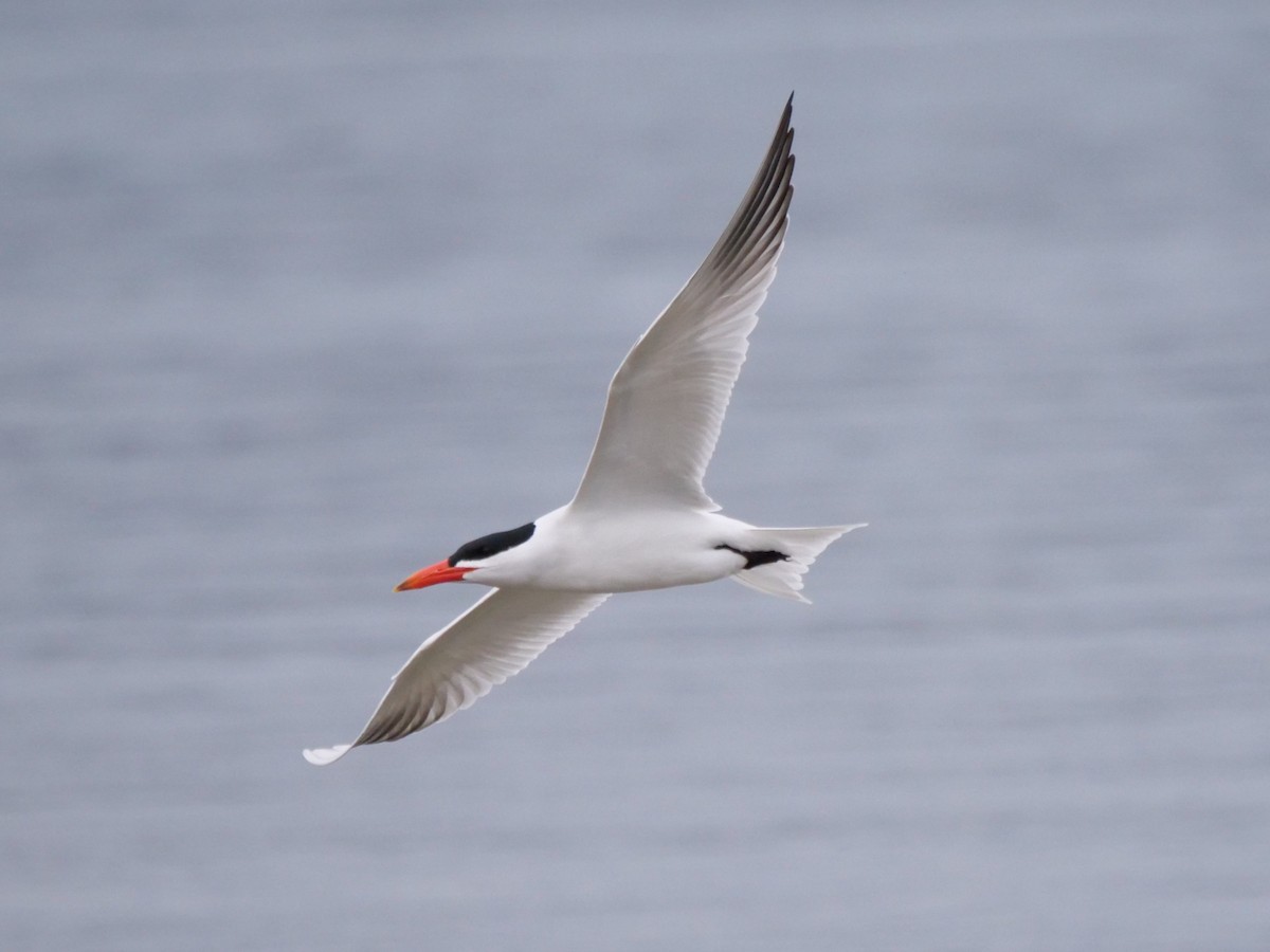 Caspian Tern - william gray