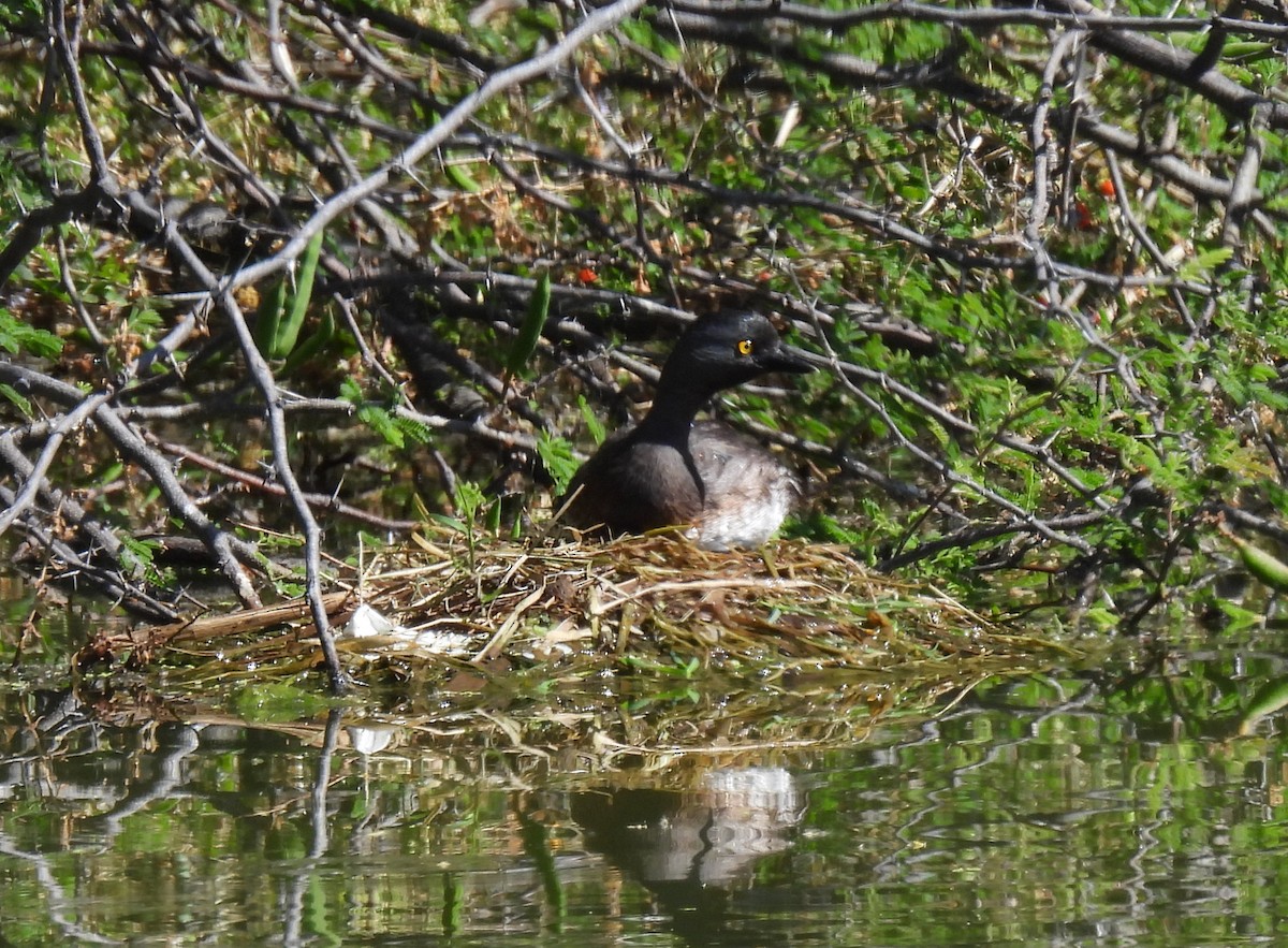 Least Grebe - Mary Tannehill