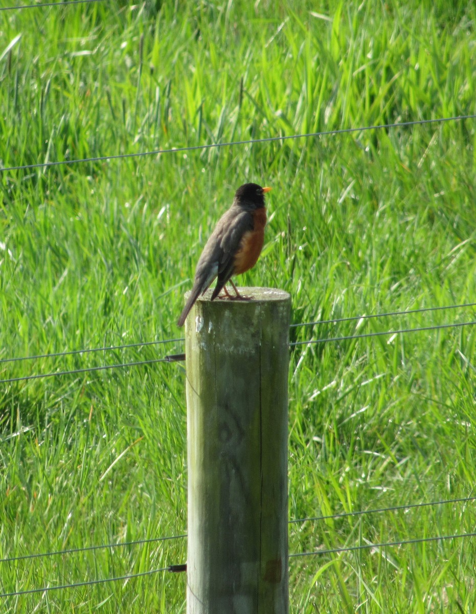 American Robin - Julie Perry