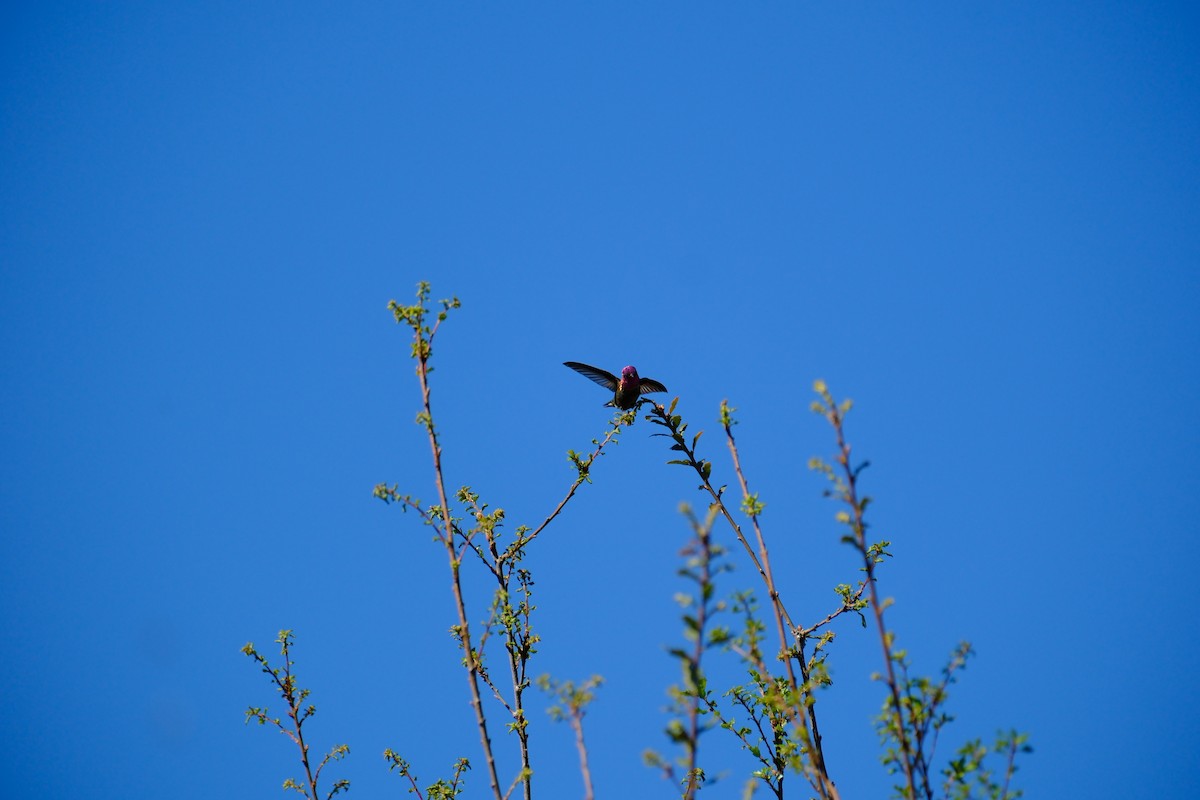 Anna's Hummingbird - ML618117481