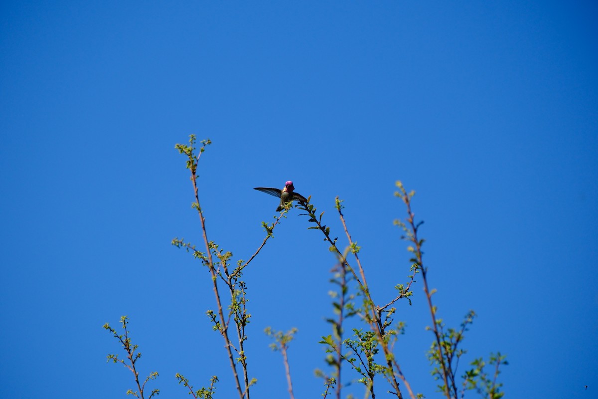 Anna's Hummingbird - Oliver Huang