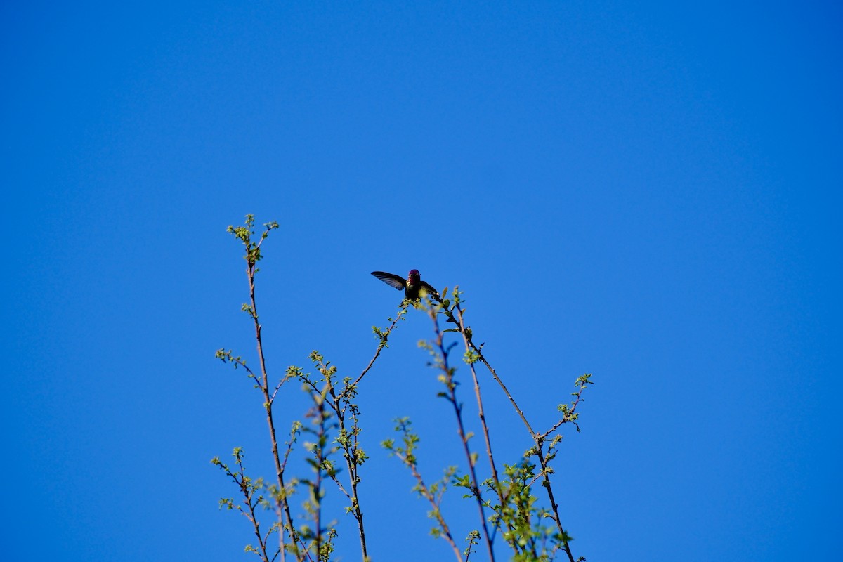 Anna's Hummingbird - Oliver Huang