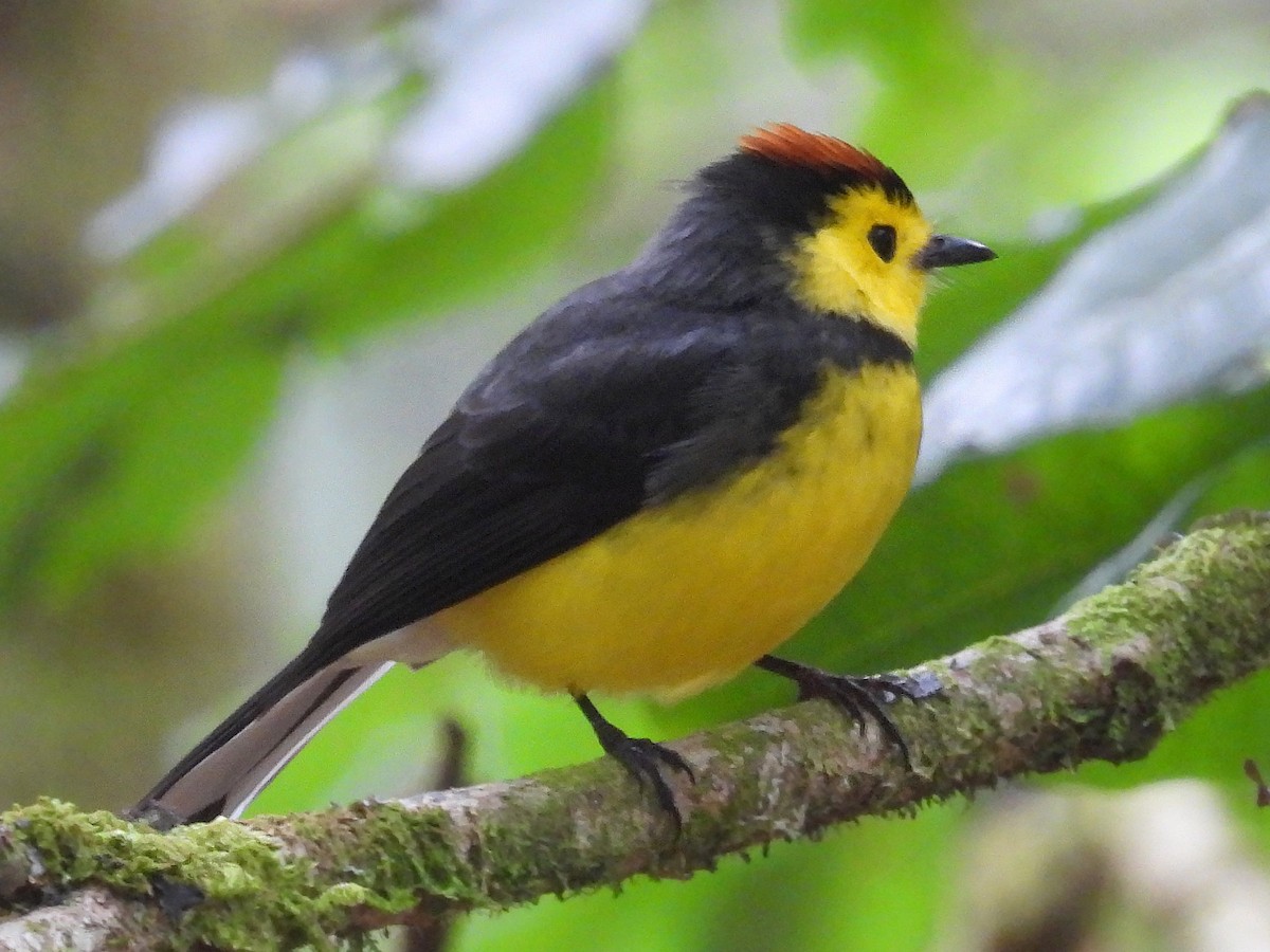 Collared Redstart - Urs Geiser