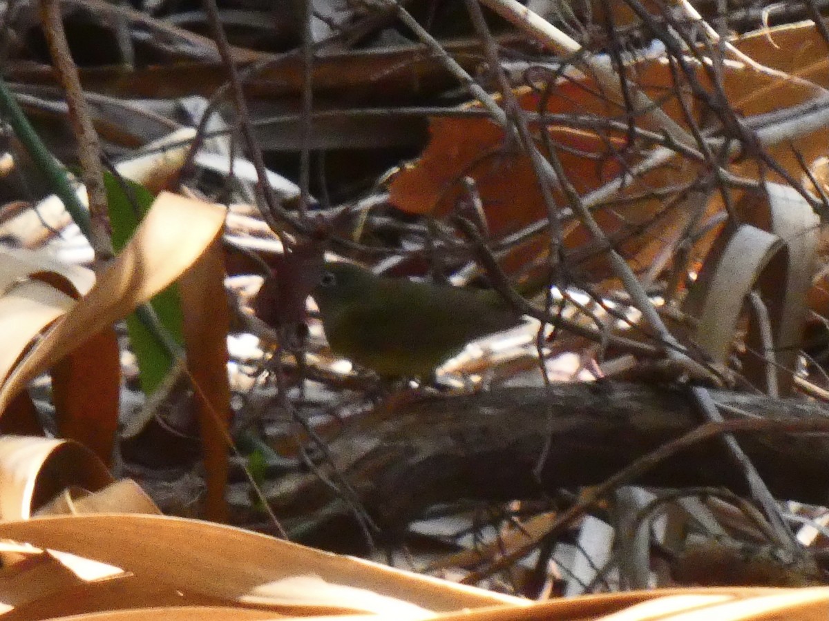 Connecticut Warbler - Eric Plage