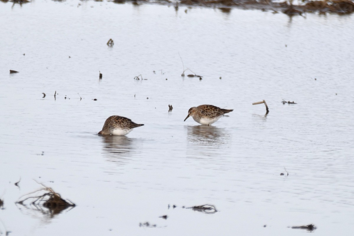 Pectoral Sandpiper - irina shulgina