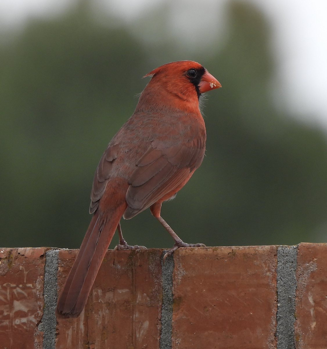 Northern Cardinal - Rika Payne