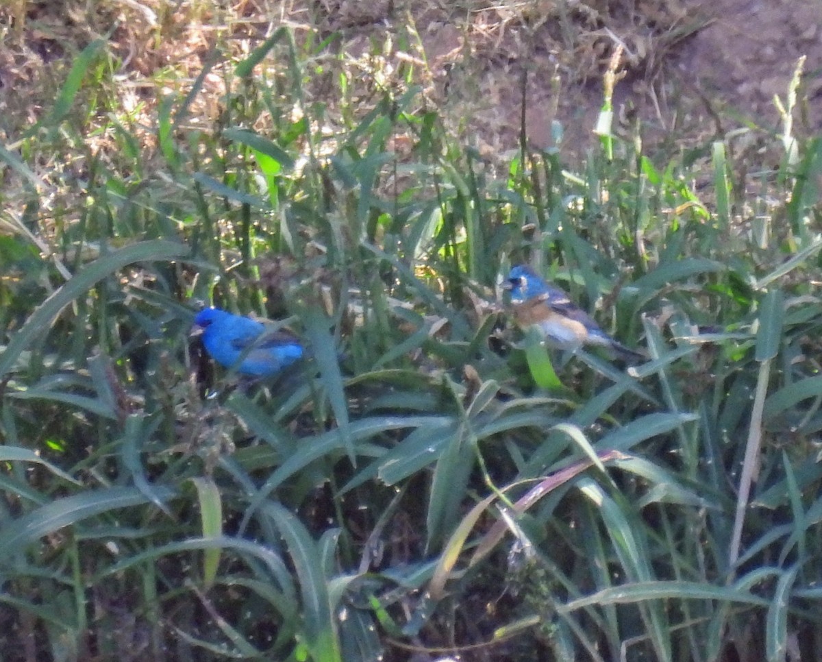 Indigo Bunting - ML618117571