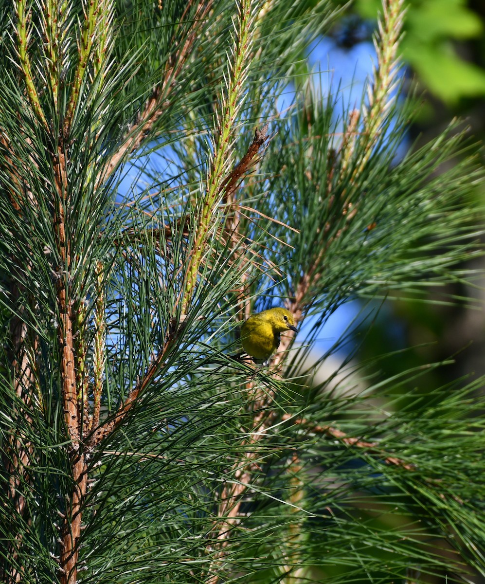 Pine Warbler - Rebekah Boan