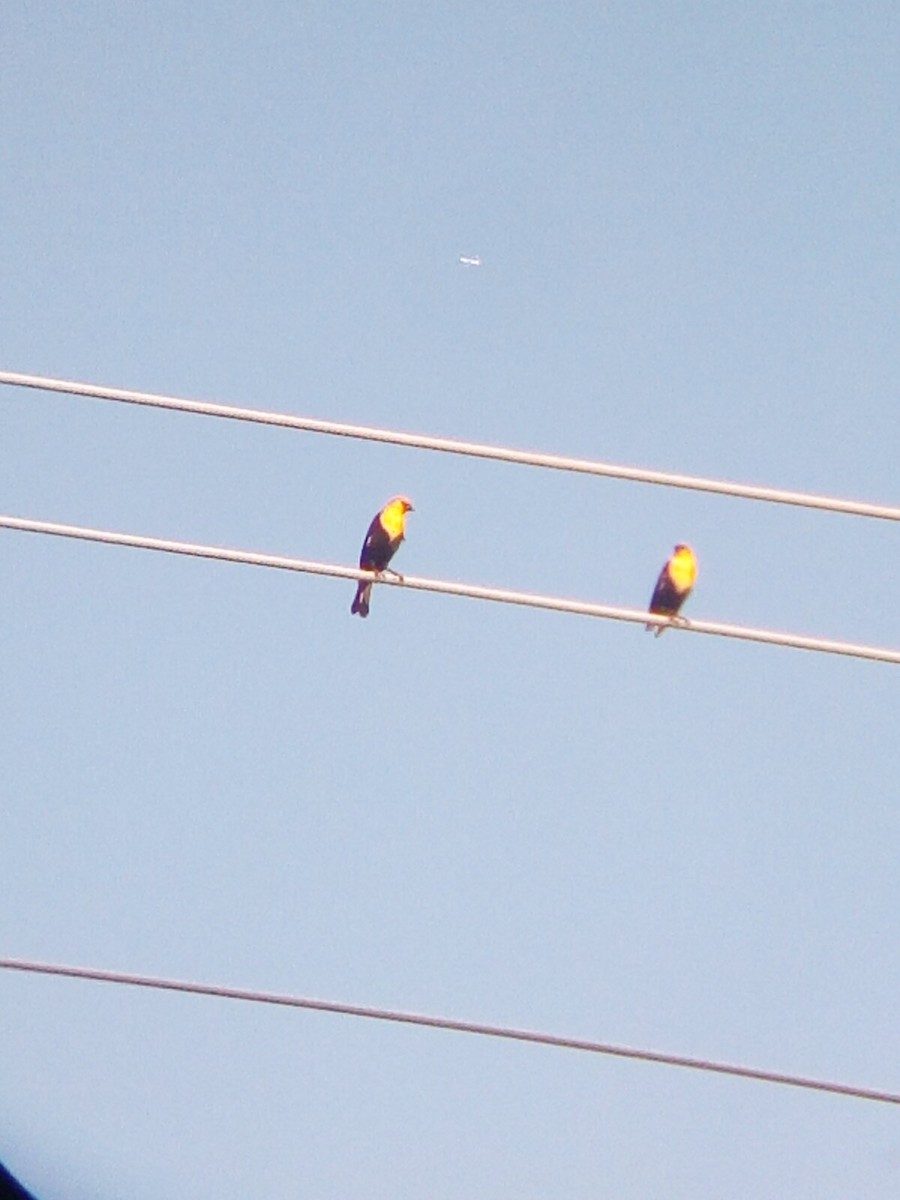 Yellow-headed Blackbird - ML618117625