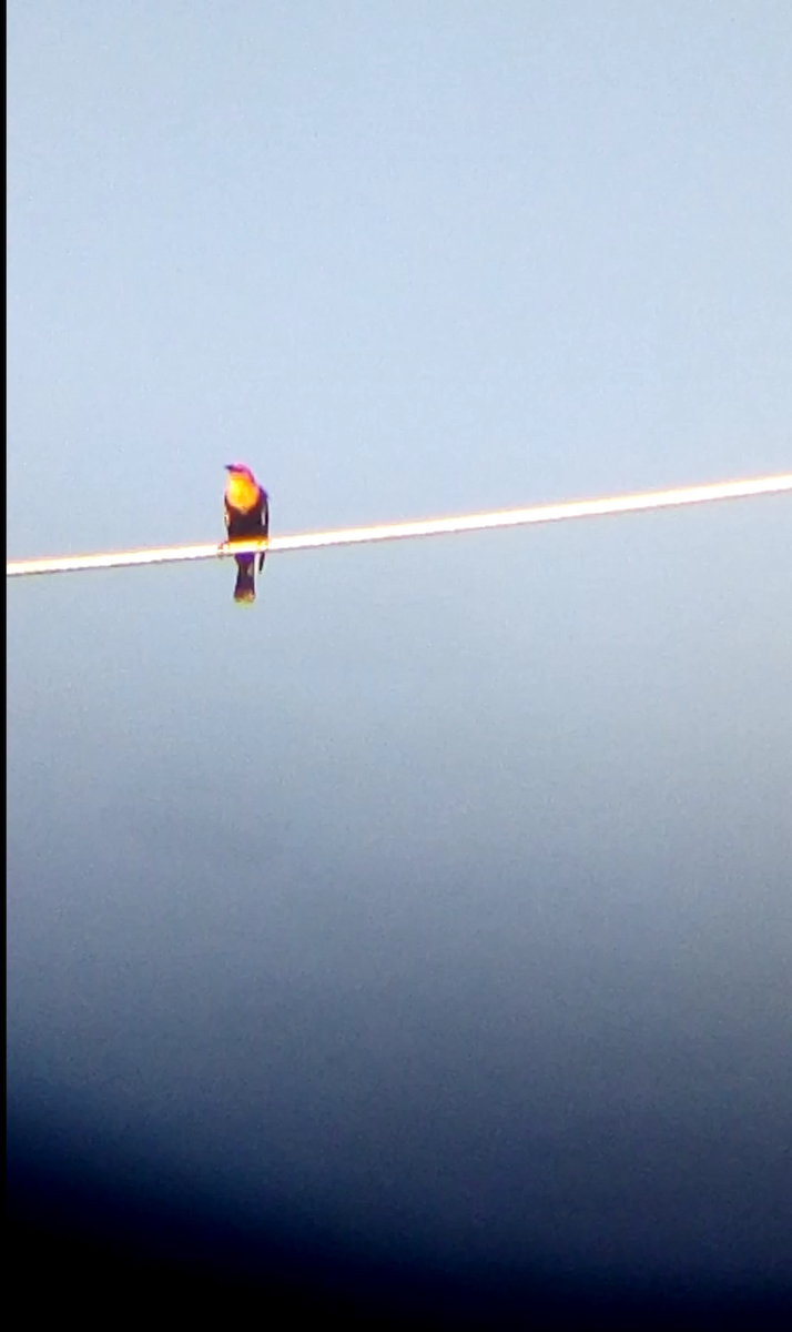 Yellow-headed Blackbird - ML618117626