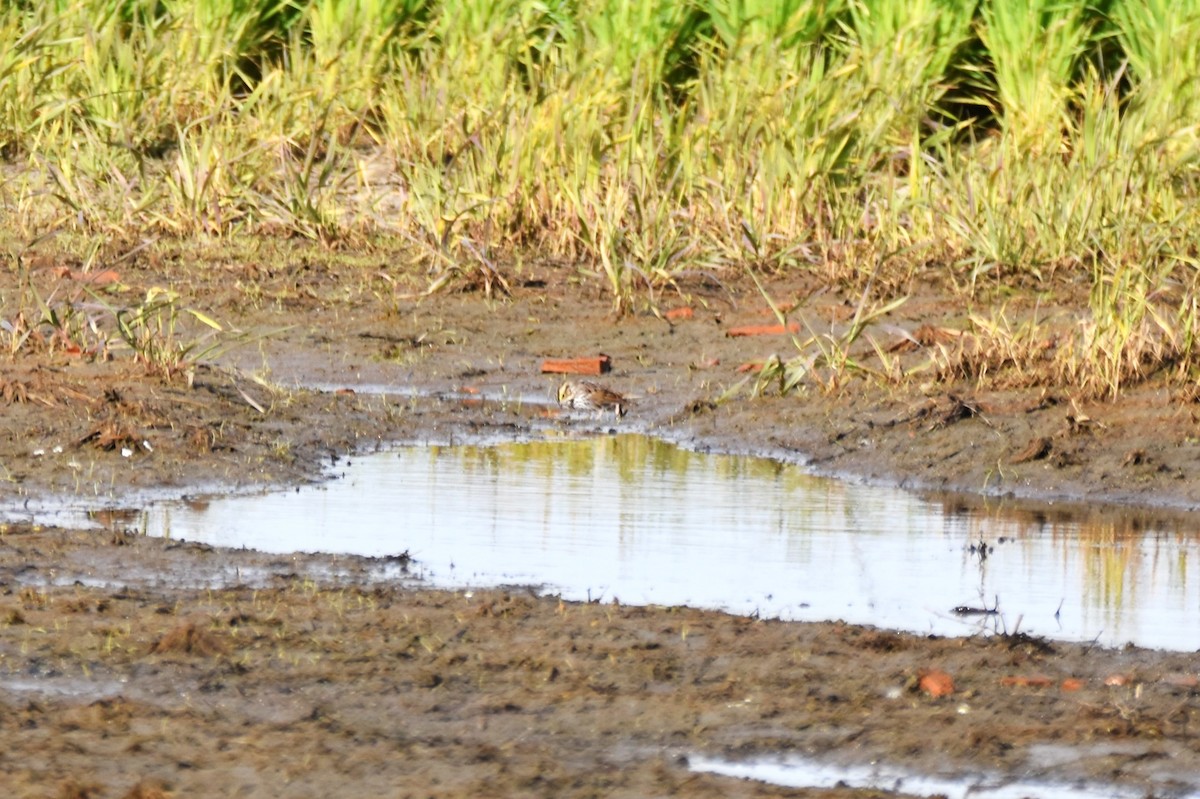 Savannah Sparrow - irina shulgina