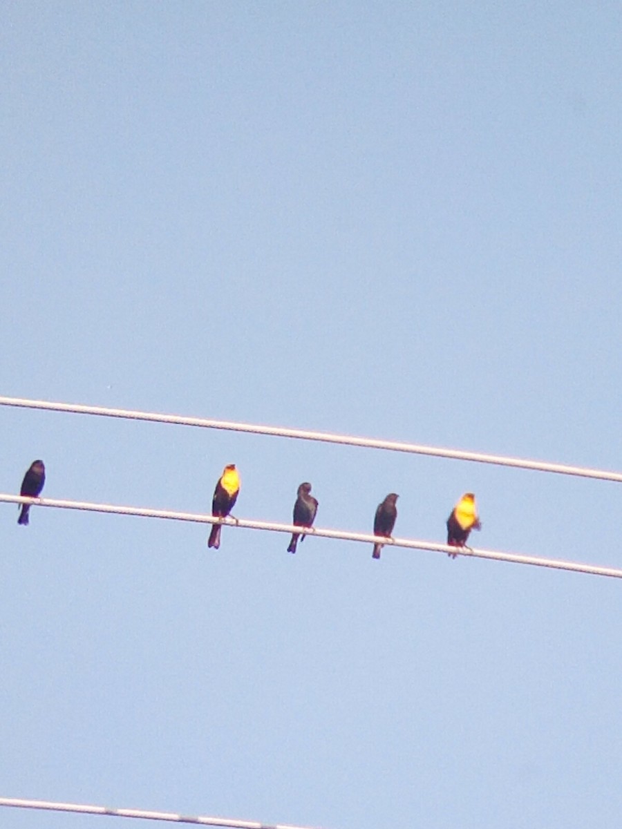 Yellow-headed Blackbird - ML618117628