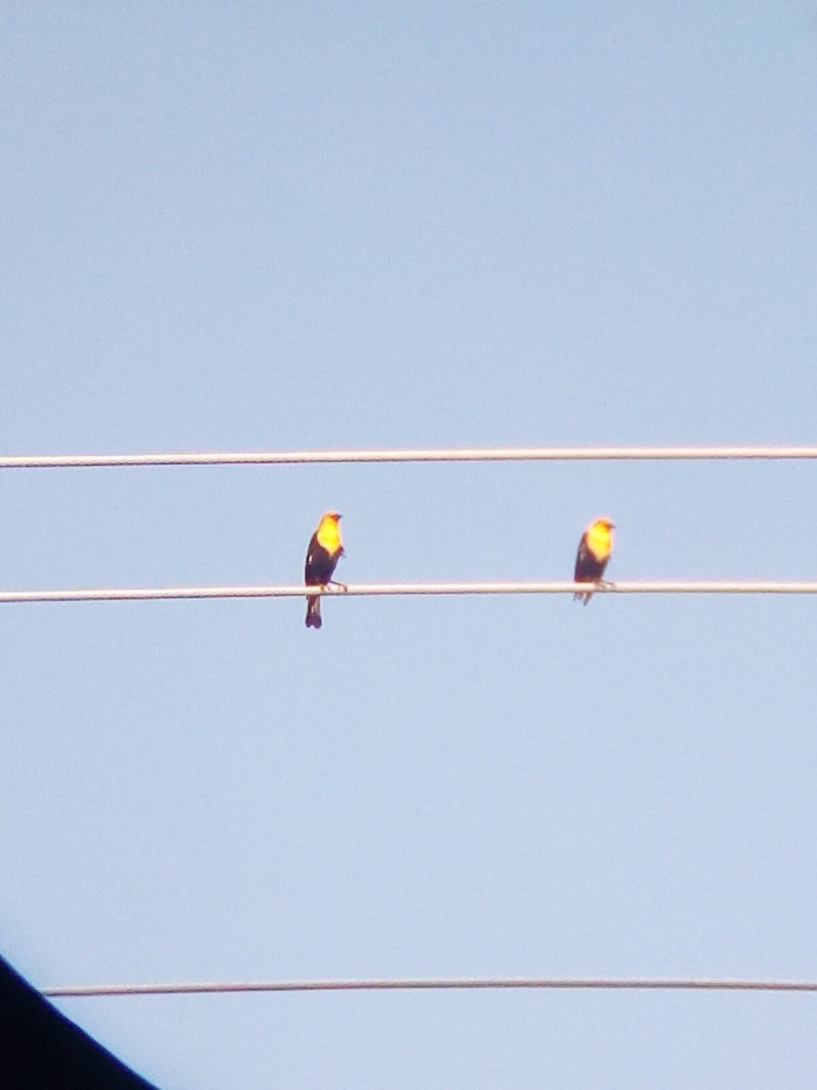 Yellow-headed Blackbird - ML618117631