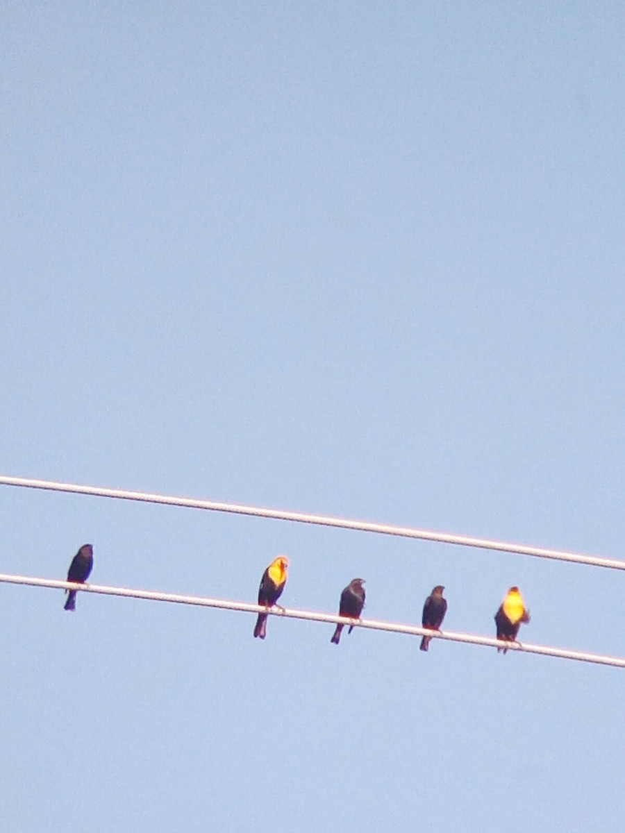 Yellow-headed Blackbird - ML618117635