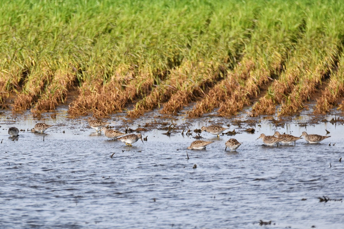 Pectoral Sandpiper - irina shulgina