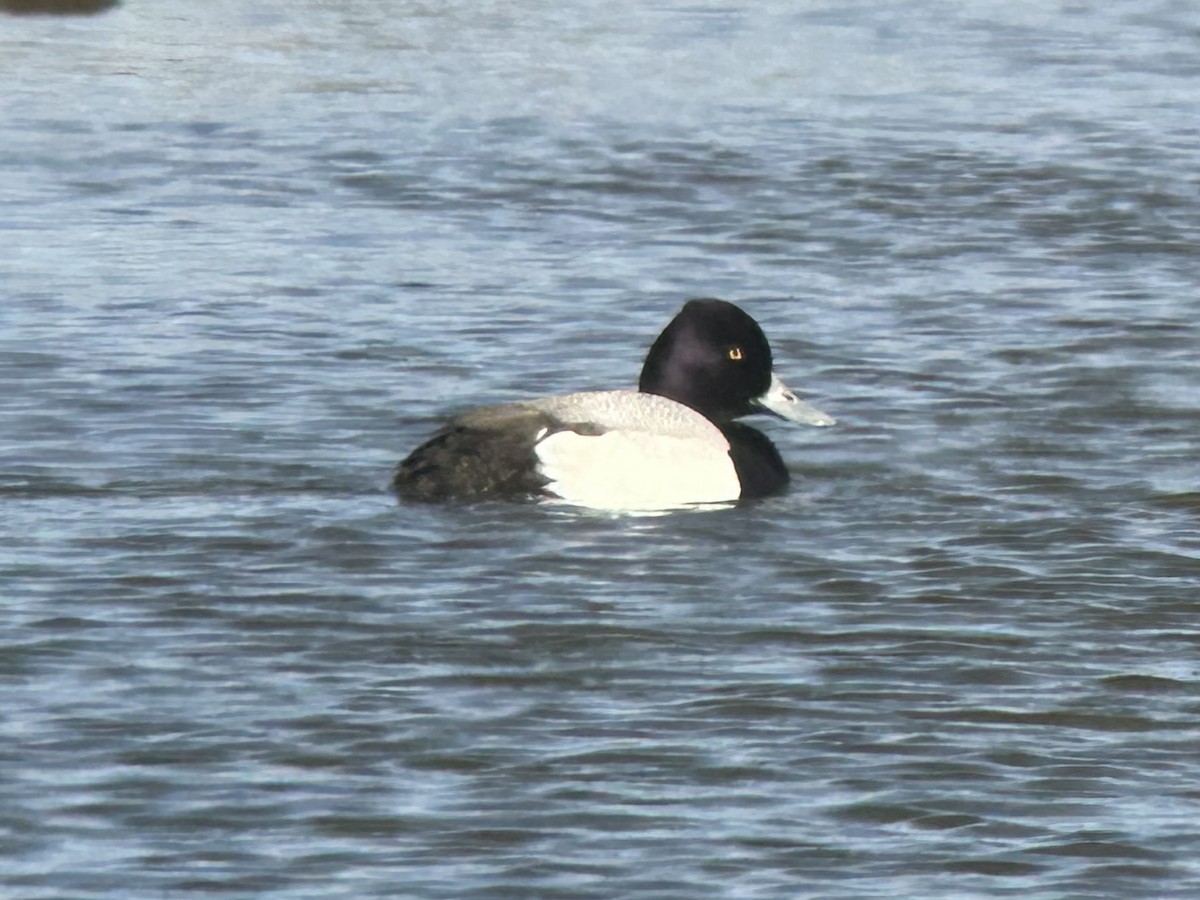 Lesser Scaup - Liz Soria