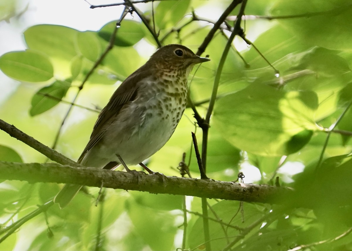 Swainson's Thrush - Karen Carpenter