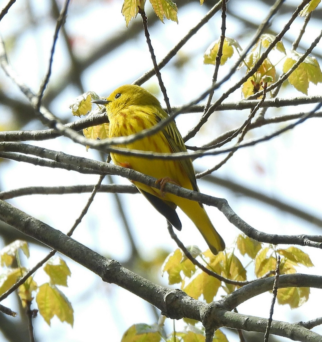 Yellow Warbler (Northern) - ML618117694