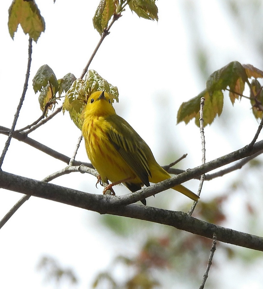 Yellow Warbler (Northern) - ML618117695