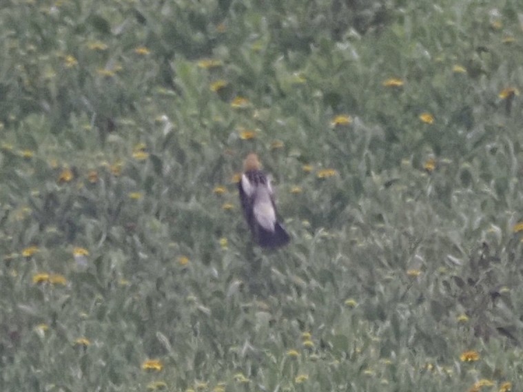 bobolink americký - ML618117774