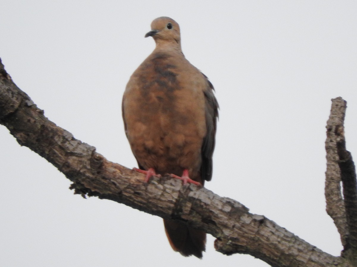 Eared Dove - Julio P