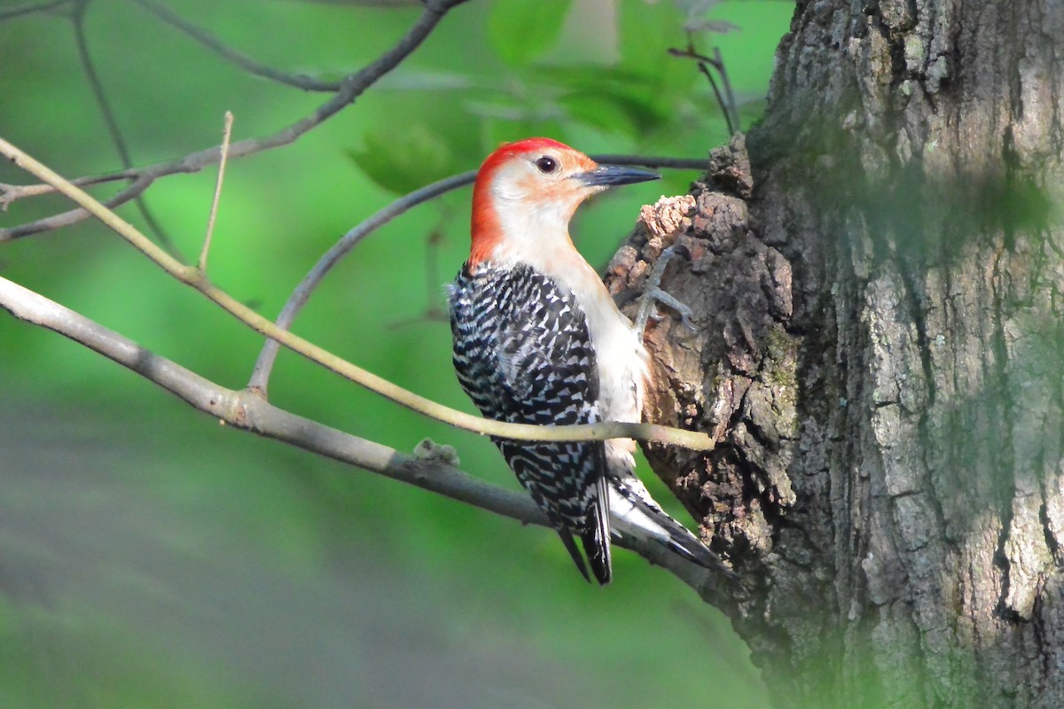 Red-bellied Woodpecker - Seth Honig