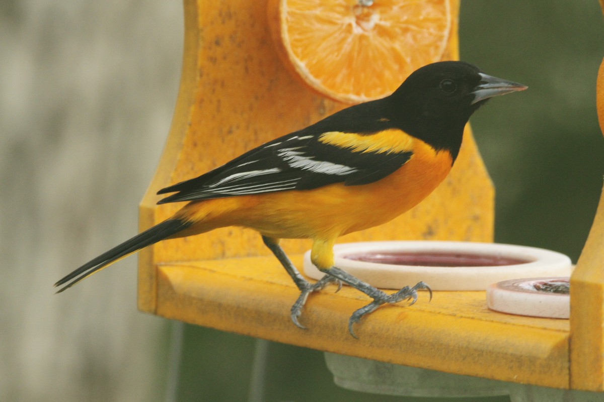 Baltimore Oriole - Rodney Strayer