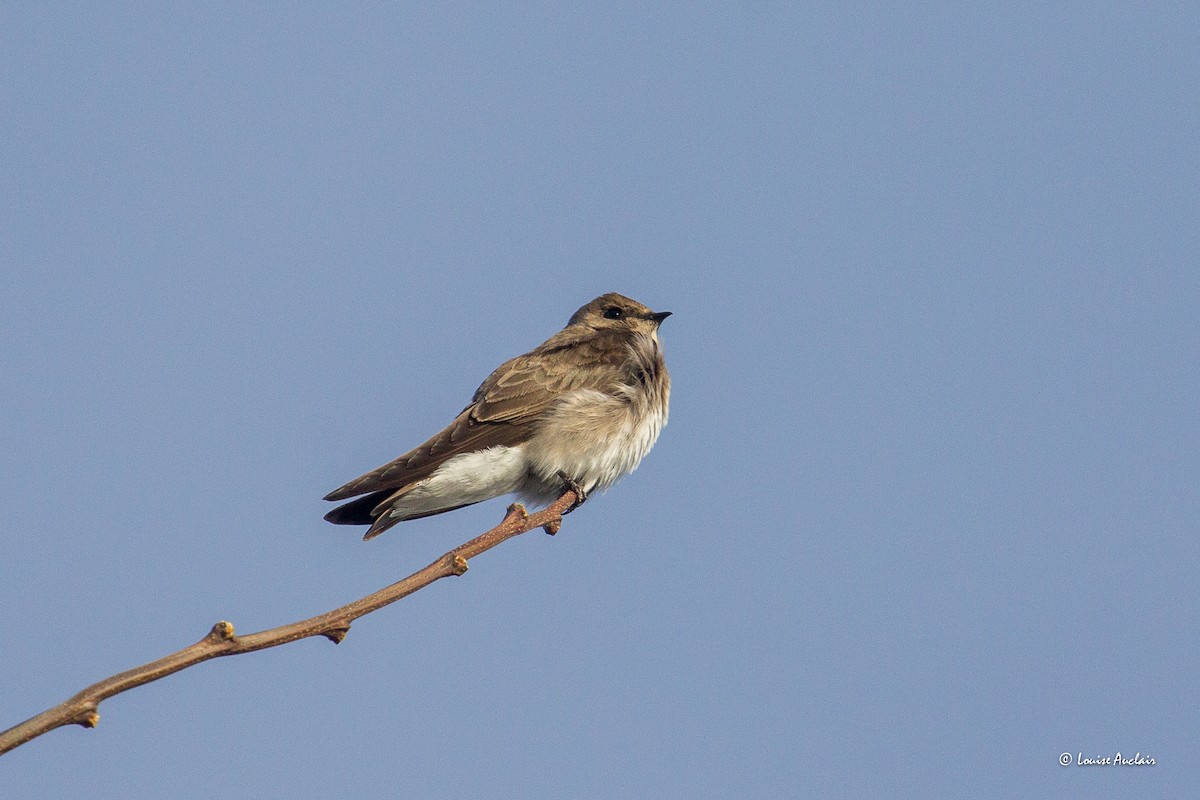 Northern Rough-winged Swallow - Louise Auclair