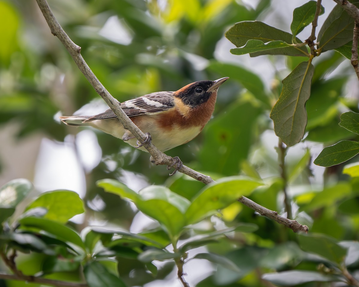 Bay-breasted Warbler - Mickey Grebe