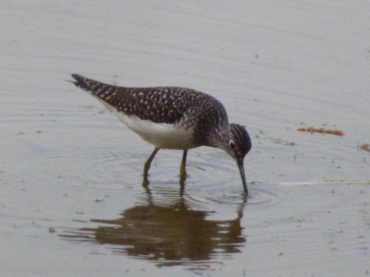 Solitary Sandpiper - Elissa Weidaw