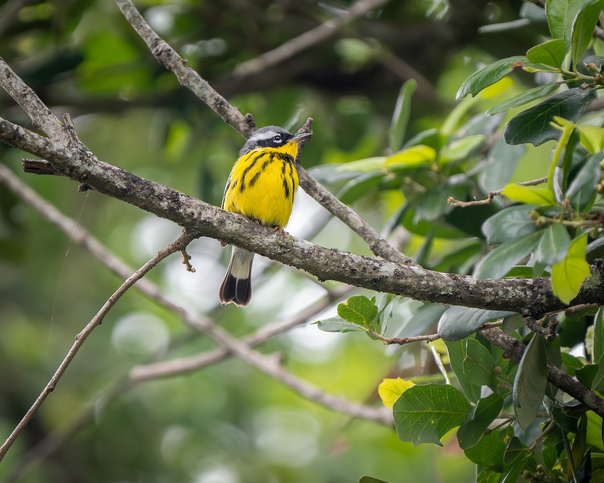 Magnolia Warbler - Mickey Grebe