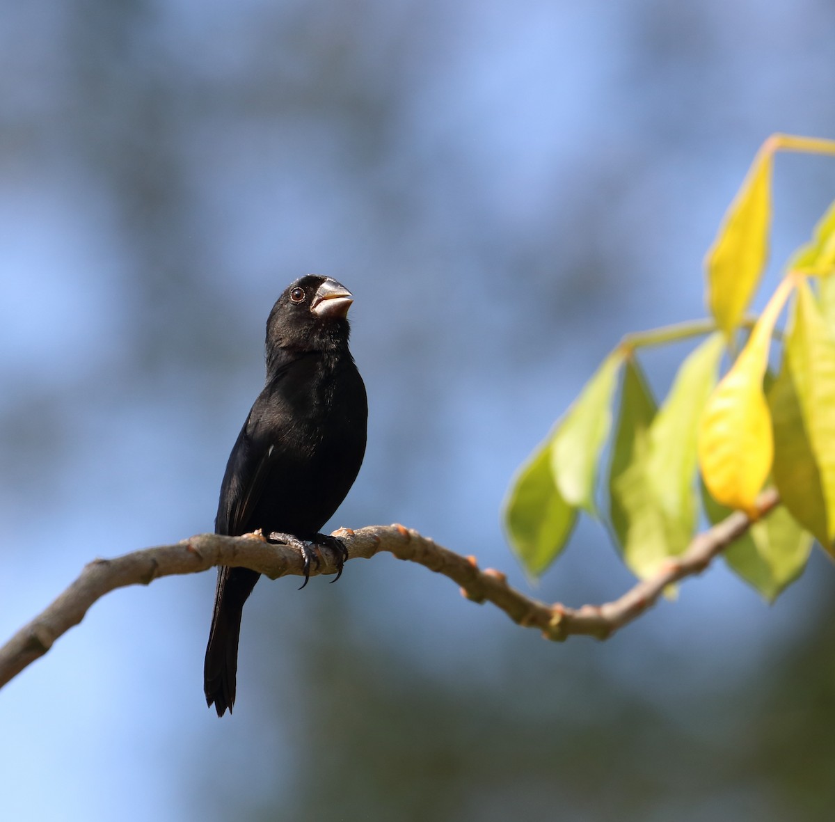 Thick-billed Seed-Finch - Braden Collard