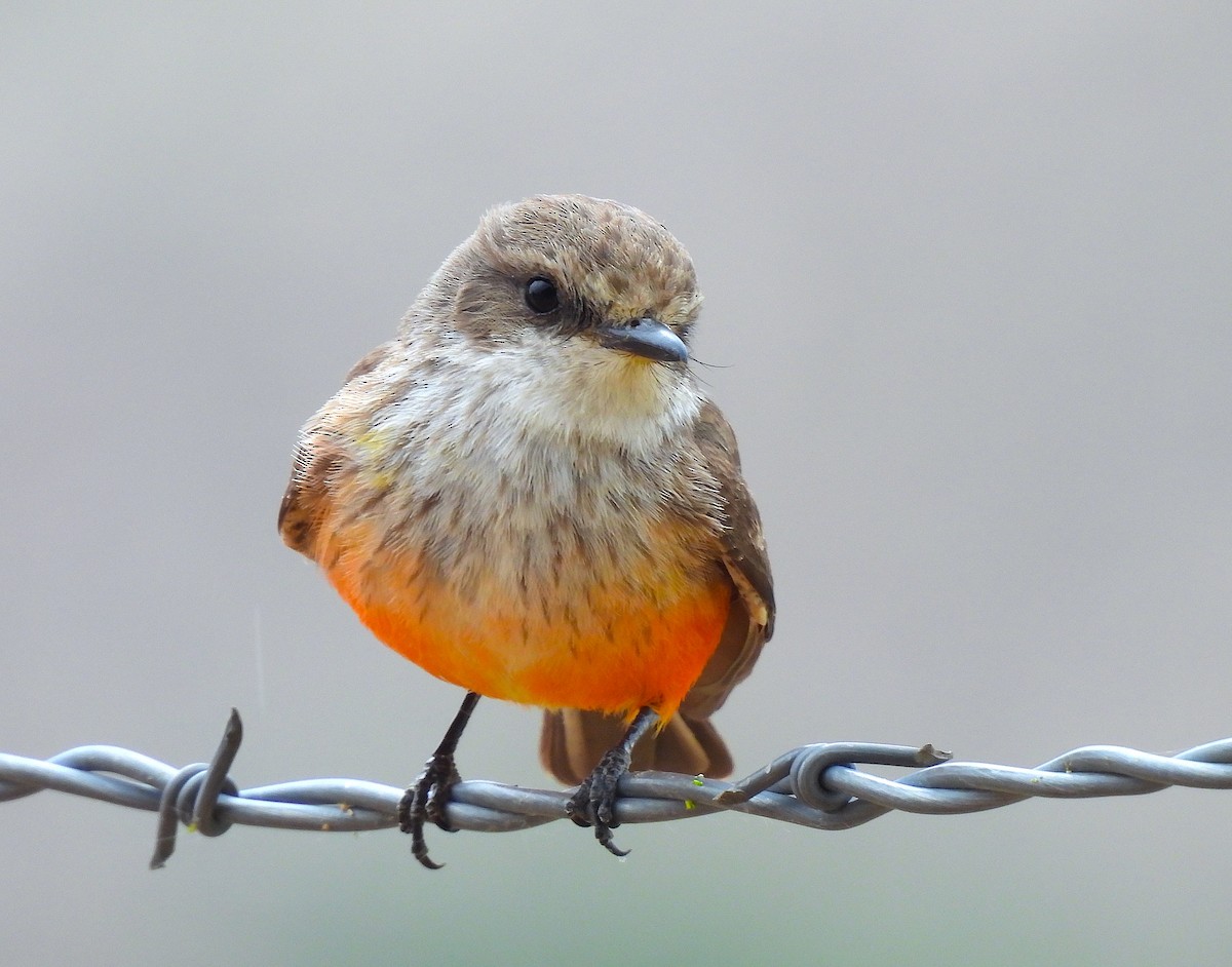 Vermilion Flycatcher - Ted Floyd