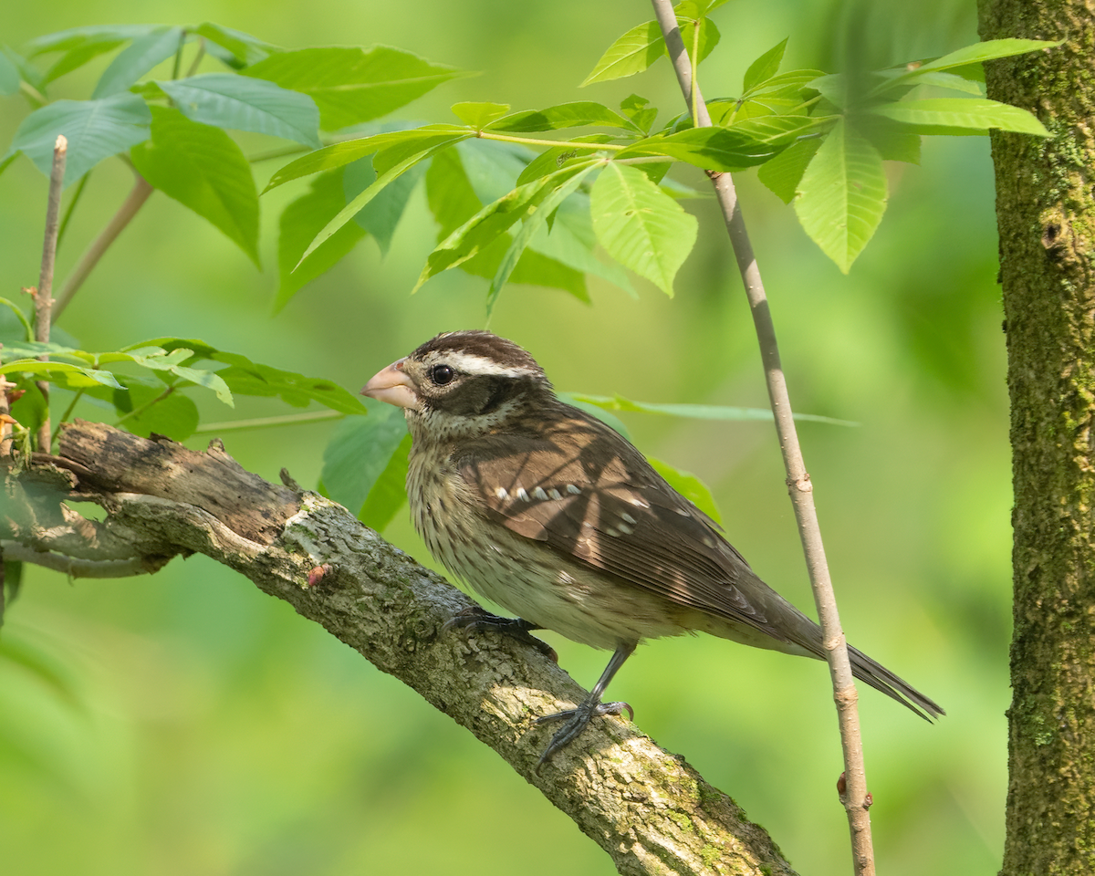 Rose-breasted Grosbeak - ML618117888