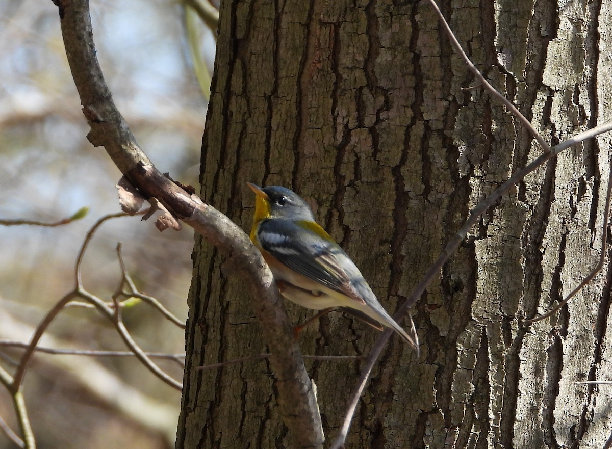 Northern Parula - Sandi Jacques