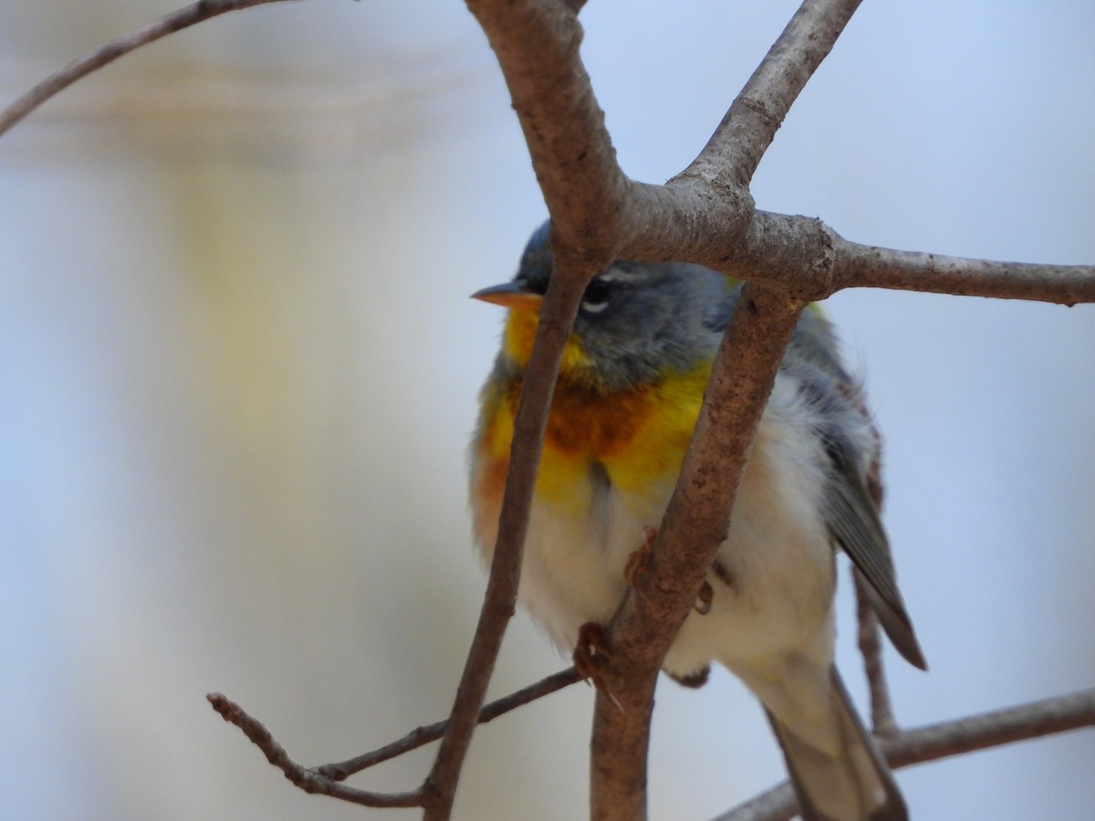 Northern Parula - Sandi Jacques