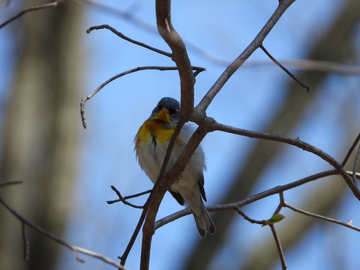 Northern Parula - Sandi Jacques