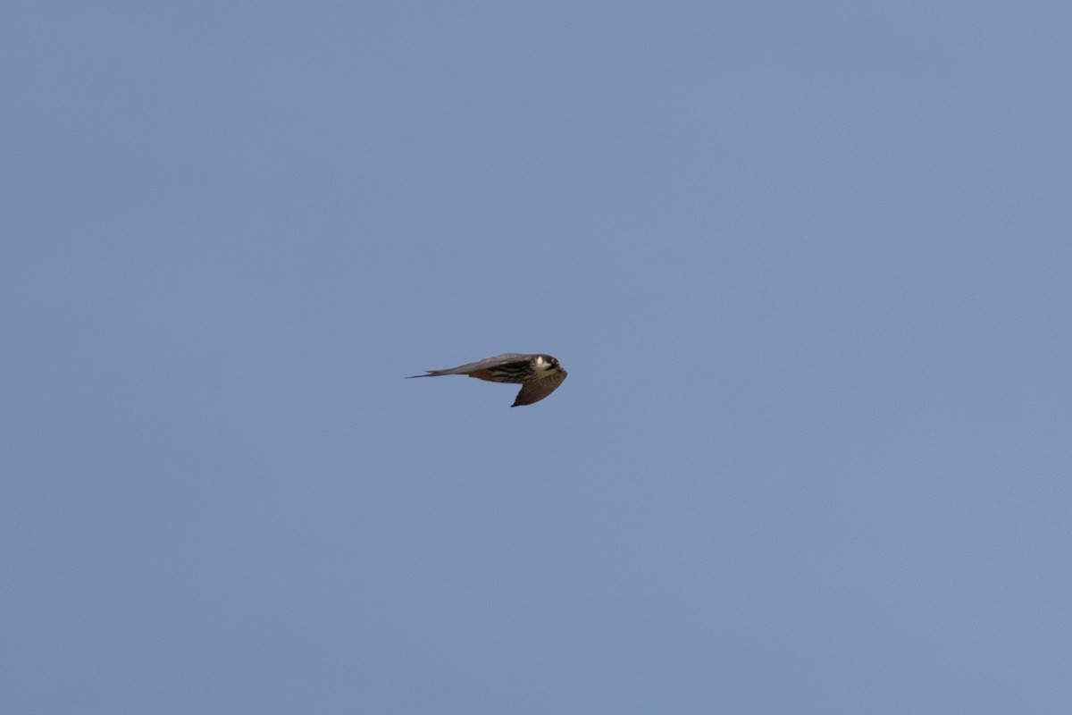 Eurasian Hobby - Simone Stefanetti