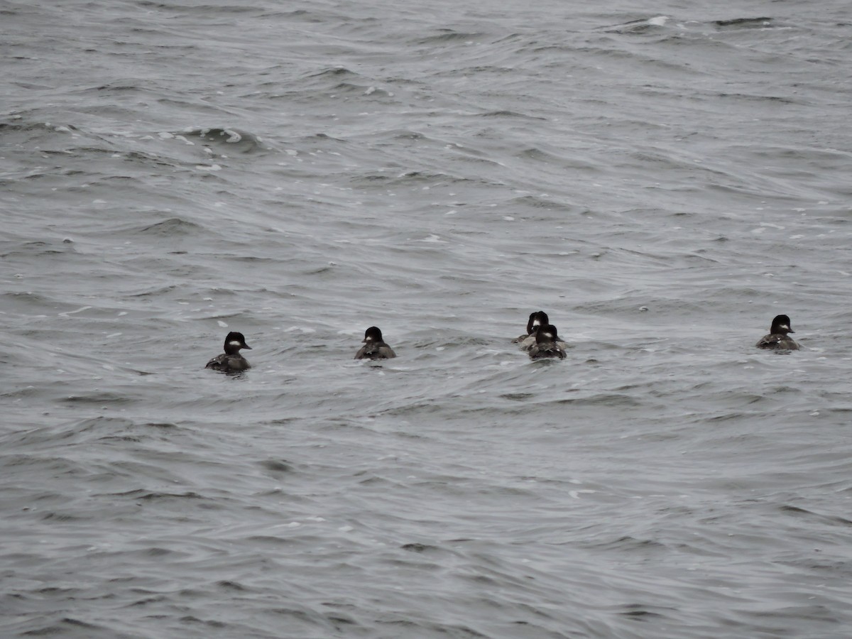 Bufflehead - Luis Mendes