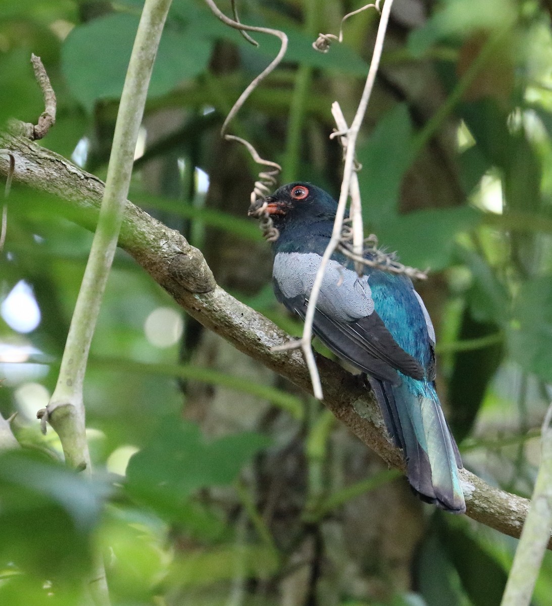 Slaty-tailed Trogon - Braden Collard