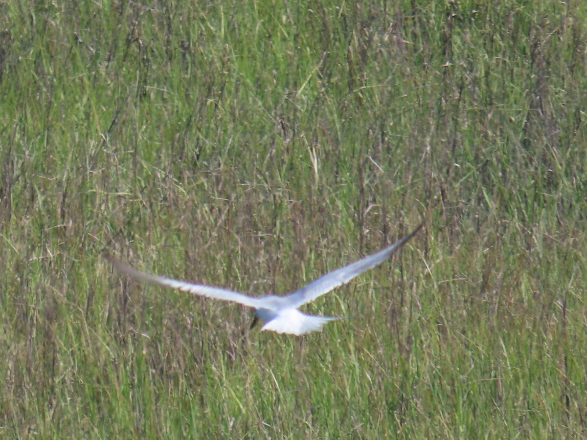 Forster's Tern - Mayte Torres